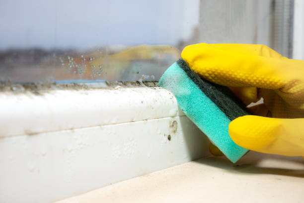 Best Commercial Mold Removal  in Pimlico, SC