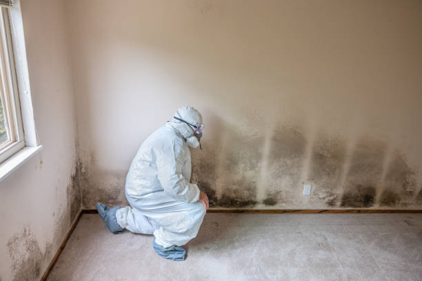 Best Crawl Space Mold Removal  in Pimlico, SC